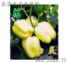 山东寿光丽林蔬菜种子公司 品质与创新驱动农业发展